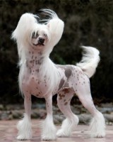 CÃO DE CRISTA CHINES